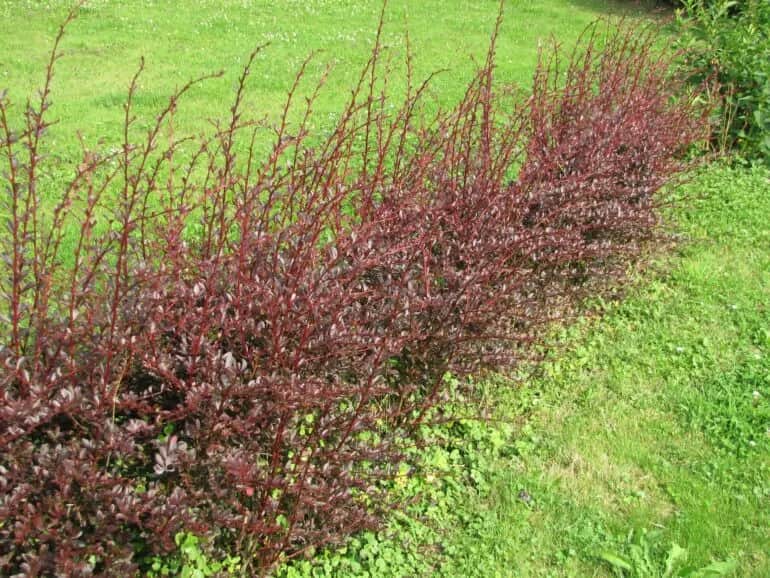 Berberys Miniaturowy: Odmiany, Czerwony, Zielony, Płożący Niski Berberys Miniaturowy: Odmiany, Czerwony, Zielony, Płożący Niski